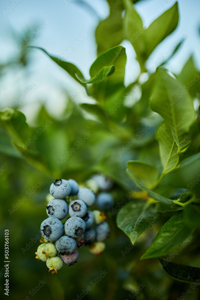 Blueberry bush on sunset, organic ripe with succulent berries, just ready to pick, Blueberries plant growing in a garden field, . Blue berry hanging on a branch, Bio, organic healthy food Blueberry bush on sunset, organic ripe with succulent berries, just ready to pick, Blueberries plant growing in a garden field, . Blue berry hanging on a branch, Bio, organic healthy food