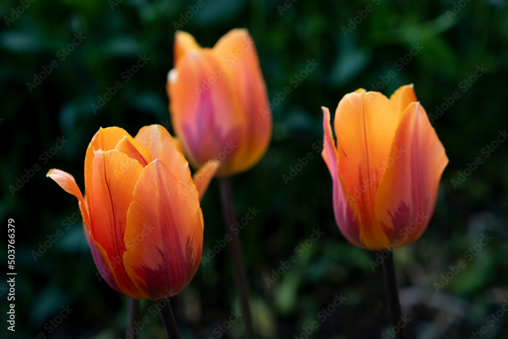 Orange tulips grow in the ground. flower buds close up
Orange tulips grow in the ground. flower buds close up