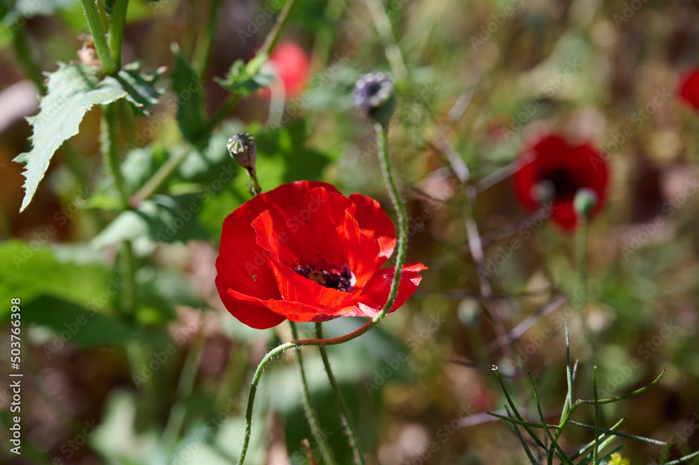 Obraz premium The red anemone flower belongs to the buttercup family and is a perennial herbaceous plant