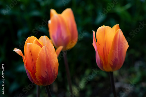  Orange tulips grow in the ground. flower buds close up 