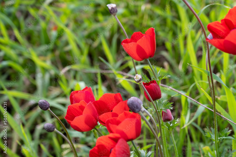 Obraz premium The red anemone flower belongs to the buttercup family and is a perennial herbaceous plant