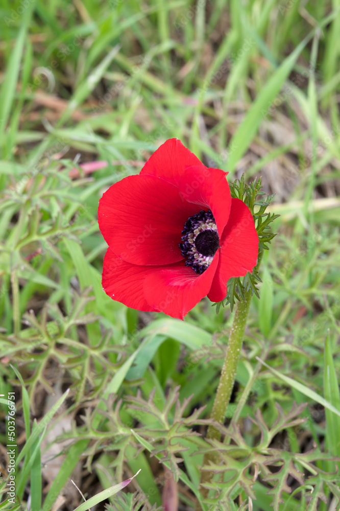The red anemone flower belongs to the buttercup family and is a perennial herbaceous plant The red anemone flower belongs to the buttercup family and is a perennial herbaceous plant