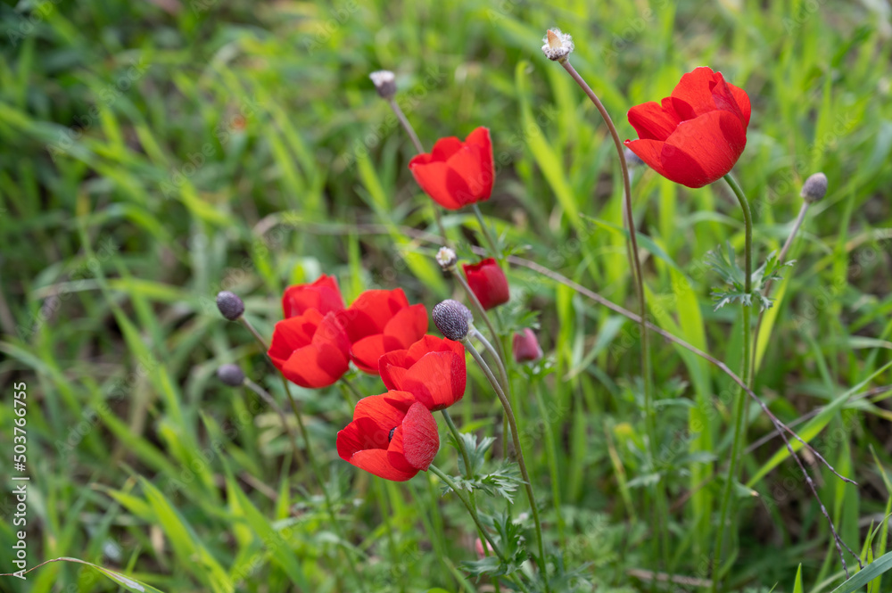 The red anemone flower belongs to the buttercup family and is a perennial herbaceous plant The red anemone flower belongs to the buttercup family and is a perennial herbaceous plant