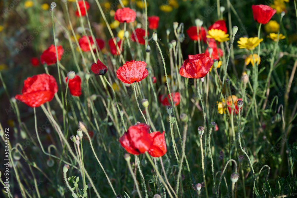 The anemone flower belongs to the buttercup family and is a perennial herb growing on plains and mountainous areas The anemone flower belongs to the buttercup family and is a perennial herb growing on plains and mountainous areas