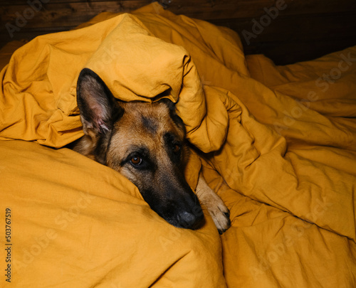 German Shepherd lying on pillow and covered with yellow blanket. Dog woken up at home in morning or getting ready for bed in evening. Hotel for visitors with pets. Concept animals live like humans.