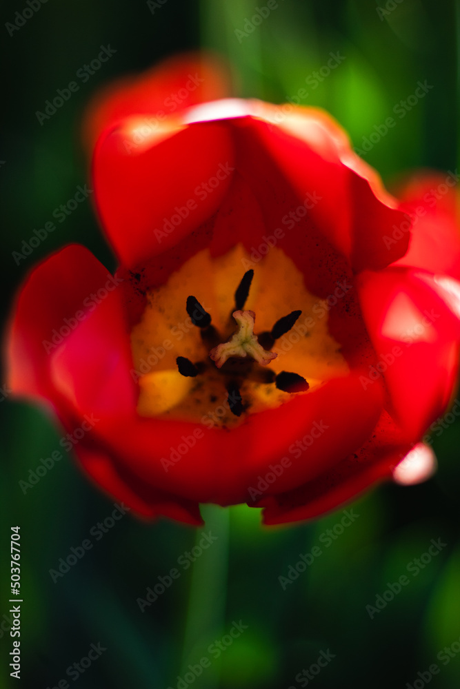 There are a lot of red tulips on the lawn. Beautiful spring park with lots of flowers. Darwinian hybrids. Yellow center of a tulip flower close-up.