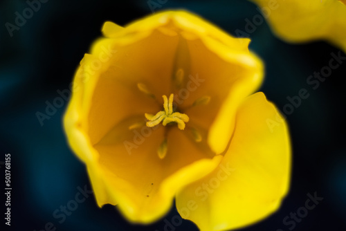 Yellow tulip. Beautiful spring park with lots of flowers. Darwinian hybrids. Yellow middle of a tulip flower close-up.