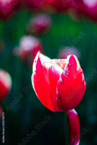 There are a lot of light maroon tulips with white edges on the lawn. Large green flower stems. Tulip flower close-up. Beautiful spring park with lots of flowers. Darwinian hybrids. photo