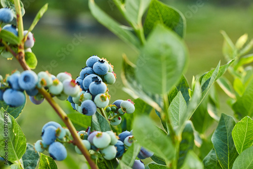 Blueberry bush on sunset, organic ripe with succulent berries, just ready to pick