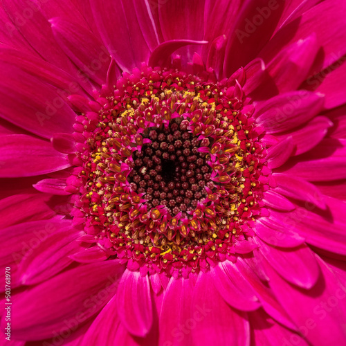 Pink gerbera flower blooms close-up.