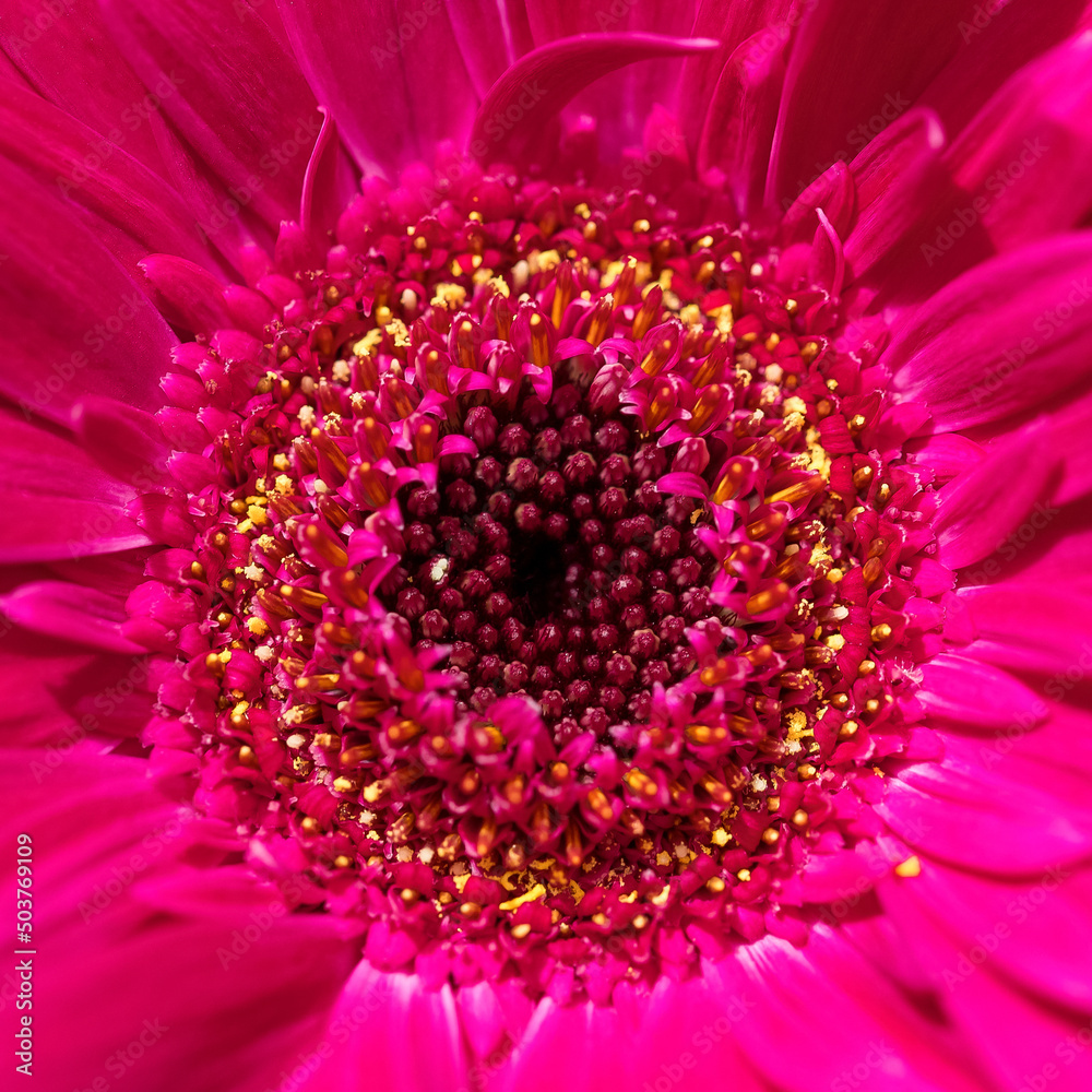 Pink gerbera flower blooms close-up. Pink gerbera flower blooms close-up.