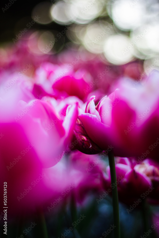 There are a lot of fuchsia tulips with white edges on the lawn in close-up. Beautiful spring park with lots of flowers. Terry early tulips. There are a lot of fuchsia tulips with white edges on the lawn in close-up. Beautiful spring park with lots of flowers. Terry early tulips.