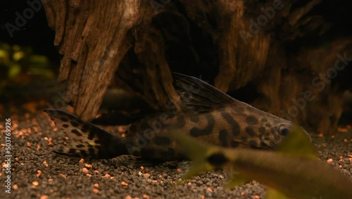 Synodontis multipunctatus photo