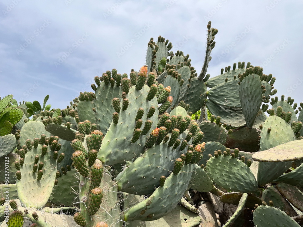 cactus thickets of the same species in the open air cactus thickets of the same species in the open air