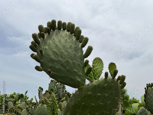 cactus thickets of the same species in the open air