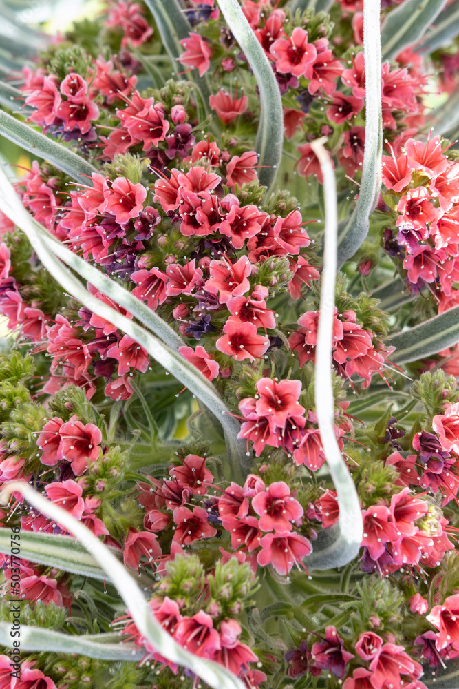Close-up of the surreal inflorescence of Echium wildpretii, an endemic biennial flower known locally as Tajinaste rojo, growing at high altitude in Teide National Park, Tenerife, Canary Islands, Spain Close-up of the surreal inflorescence of Echium wildpretii, an endemic biennial flower known locally as Tajinaste rojo, growing at high altitude in Teide National Park, Tenerife, Canary Islands, Spain