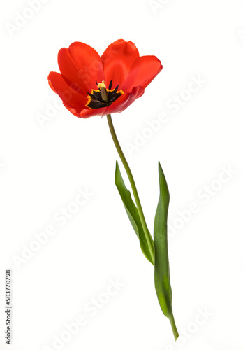 Fototapeta Naklejka Na Ścianę i Meble -  Red tulip flower isolated on white background