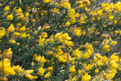 Eye-popping colors of the ulex flowers also known as gorse or whin found thriving in the rocky soils and wild unhospitable nature of the western coast of Scotland, close-up of the plant in full bloom photo