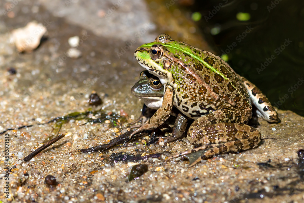 Green-skinned frog resting in the sun on a water lily leaf in a pond. Green-skinned frog resting in the sun on a water lily leaf in a pond.