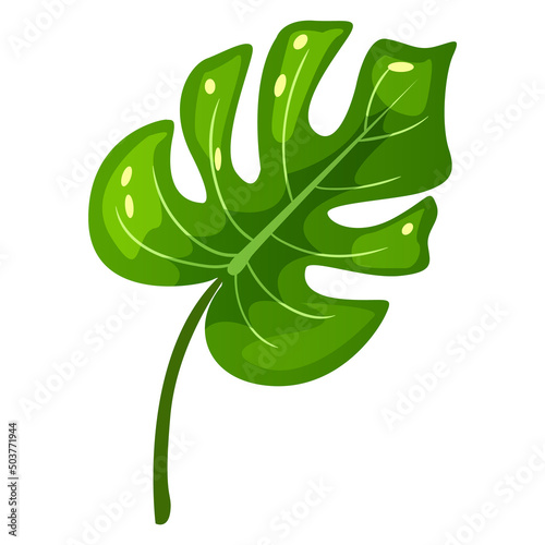 Tropical leaf for design and decoration. Vector illustration