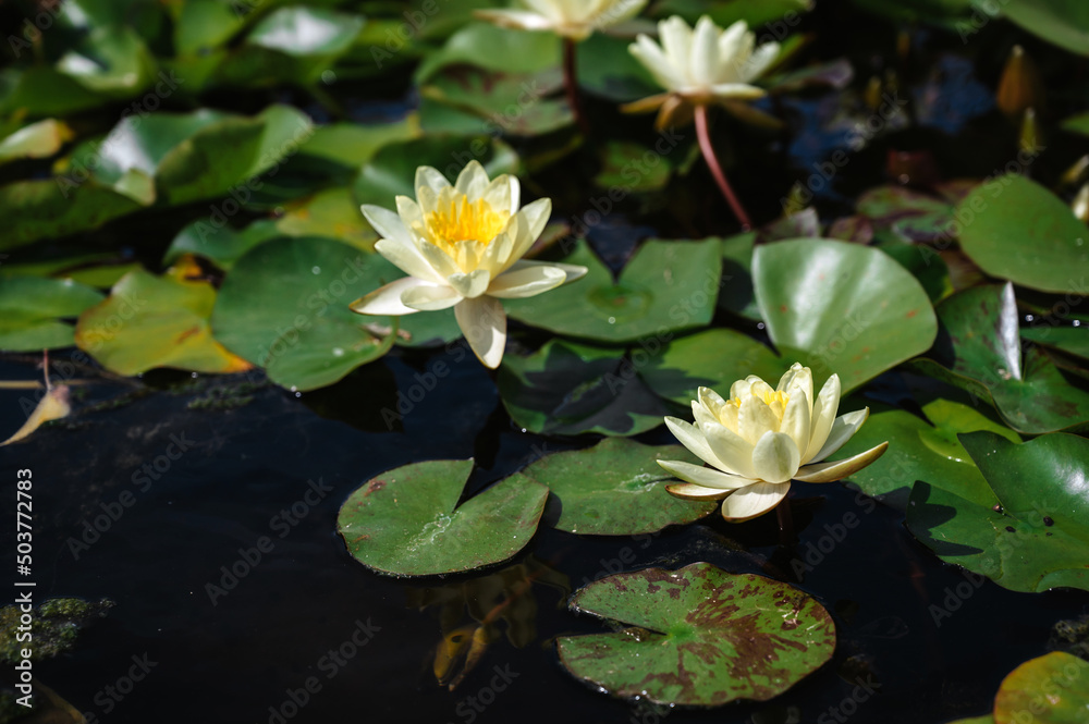 A white blooming water lily in a pond. Close-up A white blooming water lily in a pond. Close-up