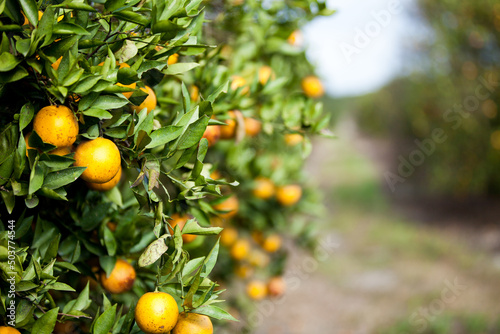 Orange Citrus Grove in Florida with Damage from Citrus Greening and Bugs photo