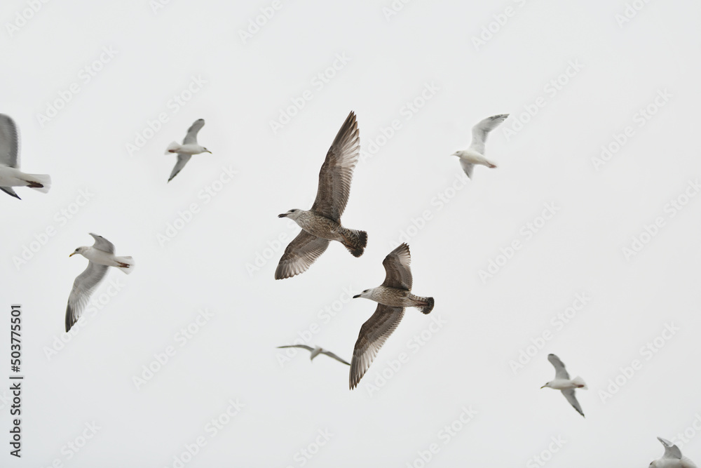 Seagulls sea mew flying in sky Spread wings Seagulls sea mew flying in sky Spread wings