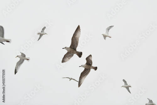 Seagulls sea mew flying in sky Spread wings © o1559kip
