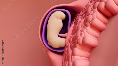 Travel of the embryo to newborn, 
Fertilization, Embryo Development, the blastocyst implantation and Fetal Development.