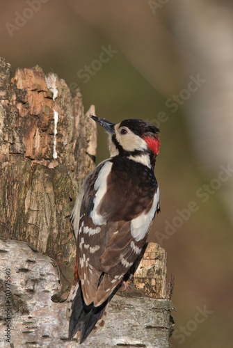 Male Great spotted woopecker on a rotten tree. © Stephen Ellis 35