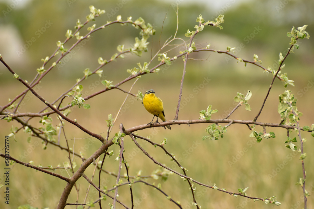 Motacilla flava sits on a tree branch. Motacilla flava sits on a tree branch.