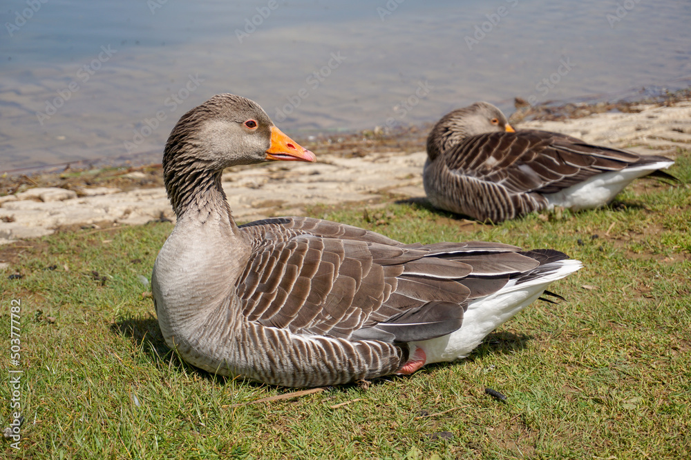 Fototapeta premium country goose resting on the grass. Two greylag geese beside water of small lake. Water birds with bright orange beak