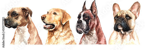 Set of watercolor portraits of 4 dog breeds German boxer, French Bulldog and Labrador Retriever. Dog drawing head clipping path isolated on white background.