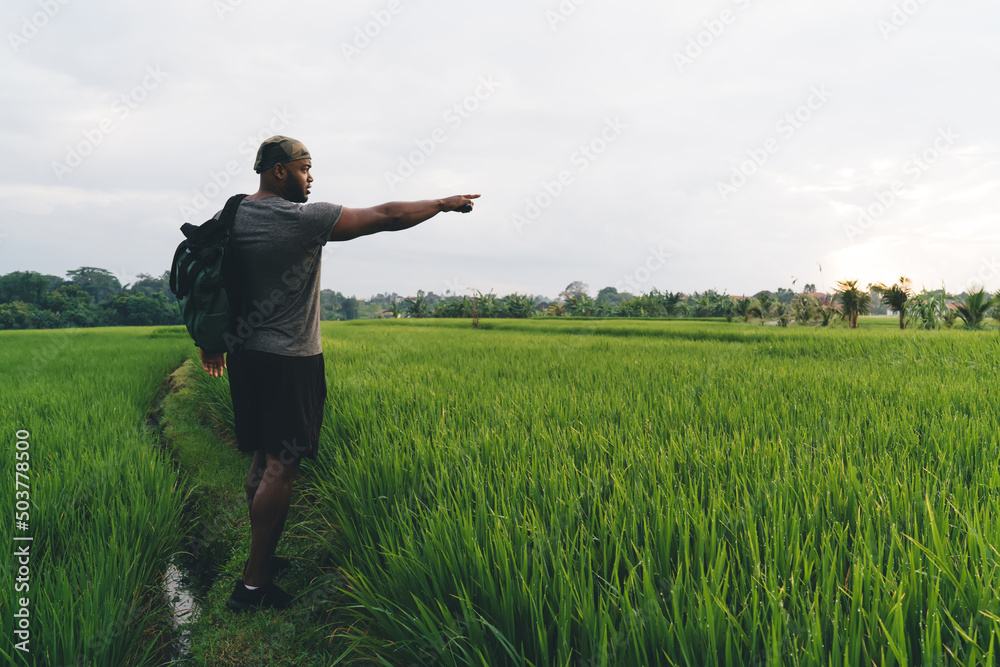 Side view of male agronomy with travel rucksack pointing at rice fields exploring international agriculture cultivation, African American tourist with backpack visiting greenery plantation Side view of male agronomy with travel rucksack pointing at rice fields exploring international agriculture cultivation, African American tourist with backpack visiting greenery plantation