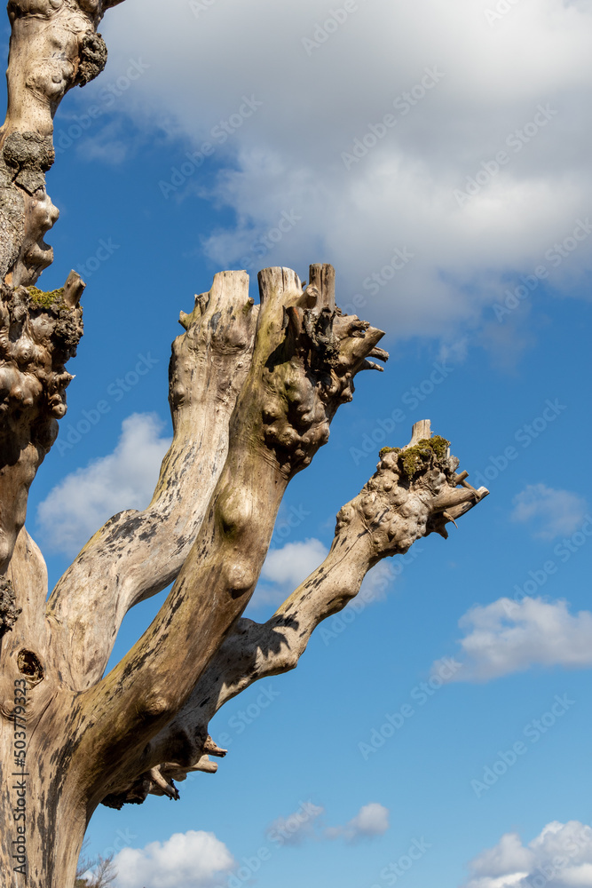 Old gnarly oak tree without bark with blue sky background