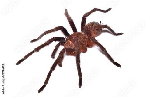 Closeup of the Goliath birdeater tarantula Theraphosa apophysis (Theraphosidae; Araneae) from Venezuela, mature male of one of the biggest spider species in the world photographed on white background.