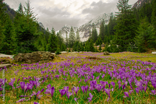 Close up photography of crocus flowers in full bloom. Photo was taken with selective focus. Blooming crocuses on a meadow in spring season