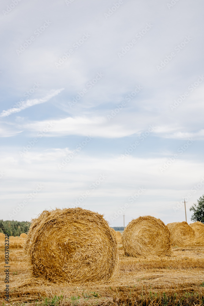 Yellow golden straw bales of hay in the stubble field, agricultural field under a blue sky with clouds Yellow golden straw bales of hay in the stubble field, agricultural field under a blue sky with clouds