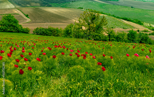 Landscape photography in country side with red peony flowers in the foreground and agricultural fields on a hill in the background. photo
