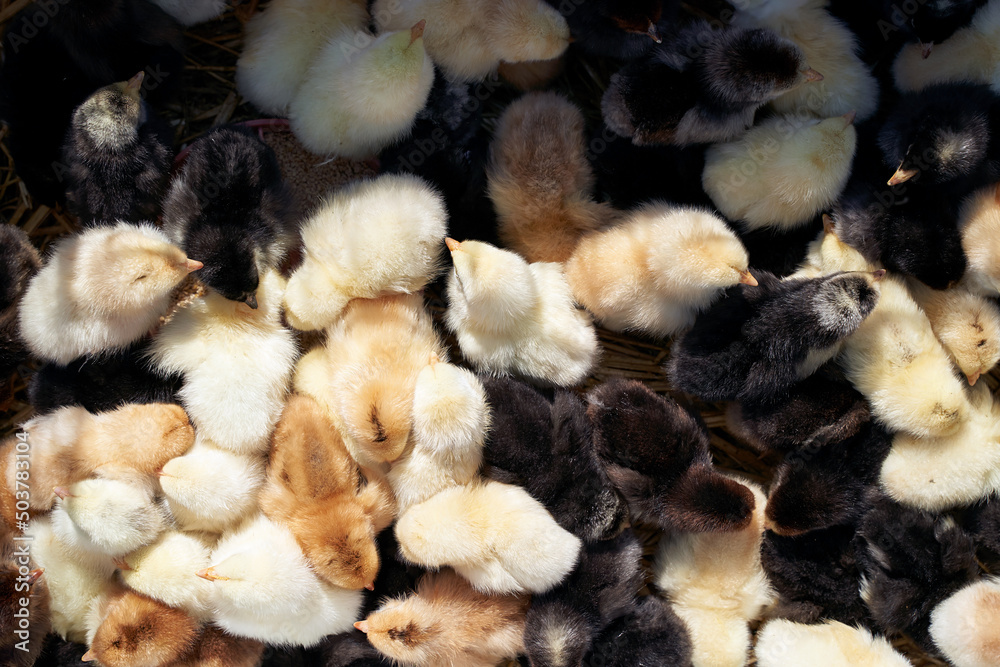 Many small yellow and black chiken in the box. Top view background.