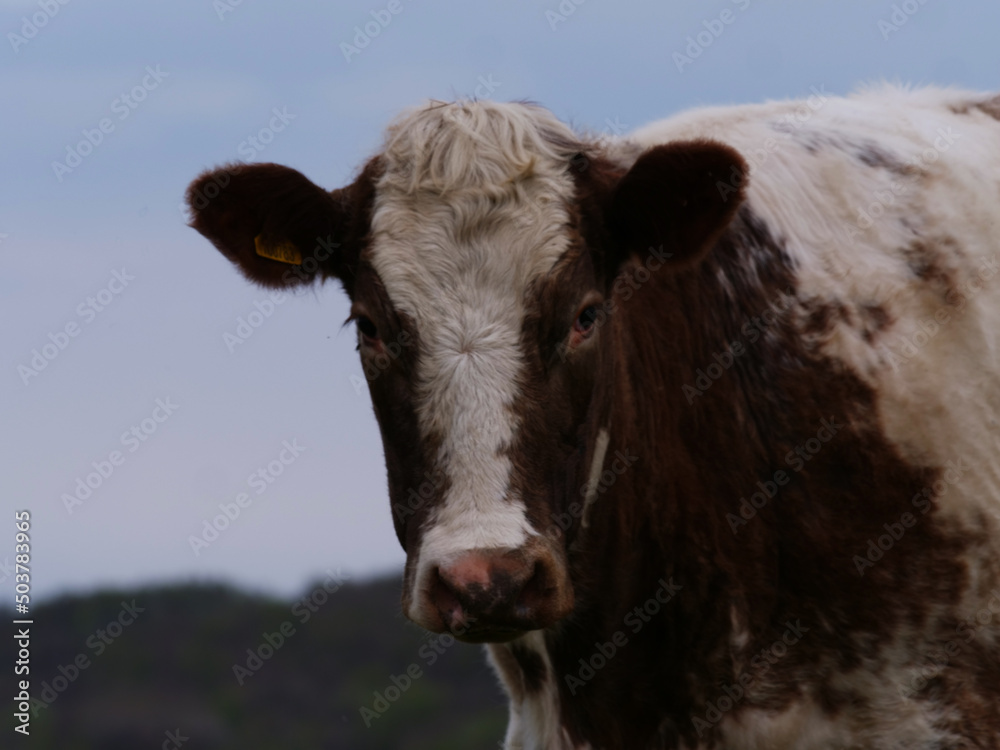 Brown and white British cow looking into the camera medium shot 