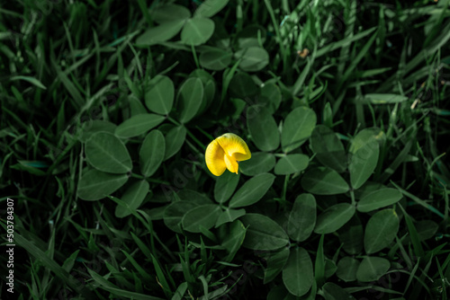 yellow flower in the sun