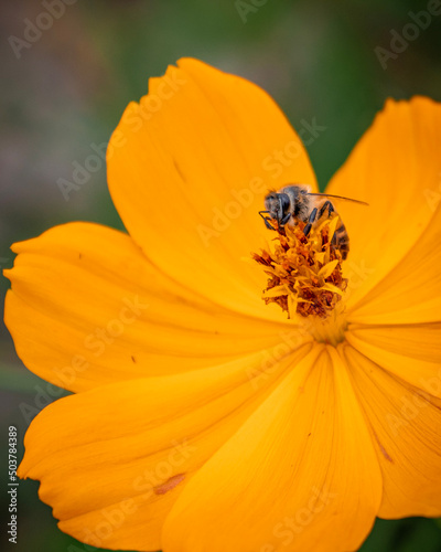 bee on orange flower