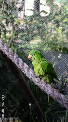 green parrot on a branch