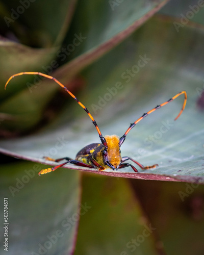 bug on a leaf