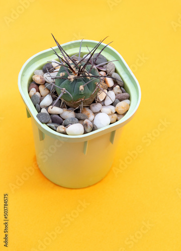 Gymnocalycium armatum cactus on the table. Close-up. Selective focus. Picture for articles about hobbies, plants. photo