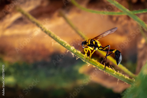 dragonfly on a leaf