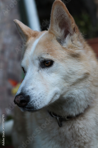 Beautiful young golden brown and white, male husky mix breed dog.