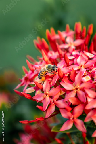 bee on flower