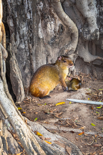 squirrel on a tree